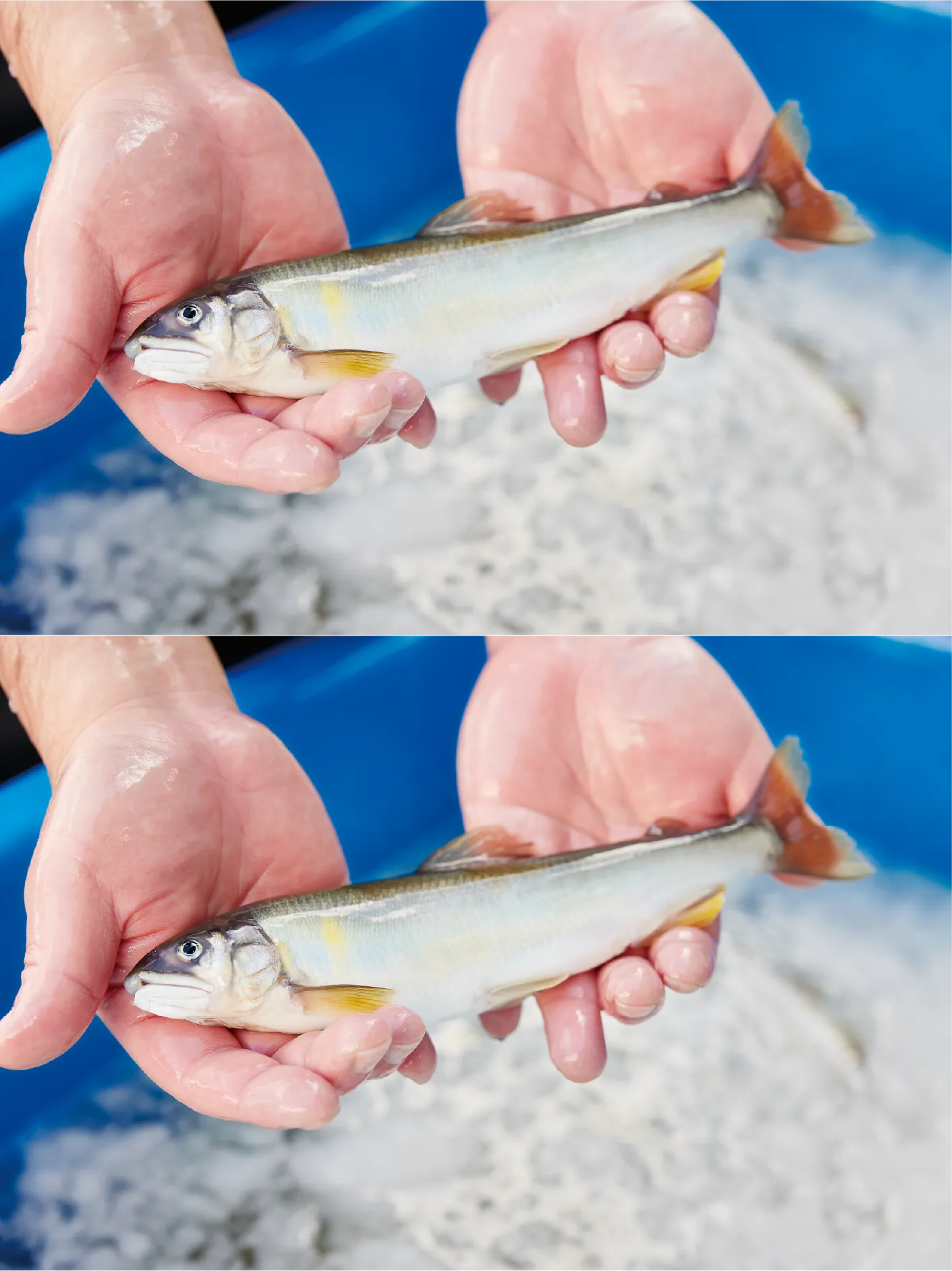 2025.10.06 餃子のまるかわ ポスターのパララックス背景